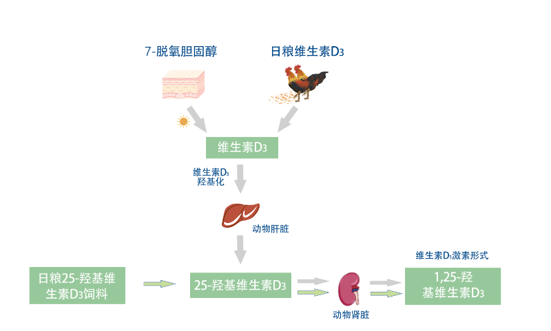 25-羥基維生素D3 6